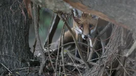 fox willow Screenshot 2026-05-26 094417.webp
