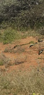 IMG-20260506-WA0003.webp