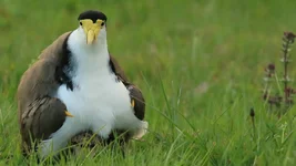 plover young under Screenshot 2025-11-07 083114.webp plover young under Screenshot 2025-11-07 083114.webp