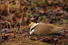 plover rain 1.webp plover rain 1.webp