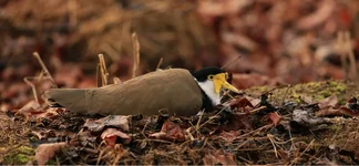 plover snakes hiss 1.webp plover snakes hiss 1.webp
