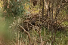 reed stag 3 385A9842.webp reed stag 3 385A9842.webp