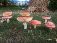 fly agaric 1 1000002802.webp fly agaric 1 1000002802.webp