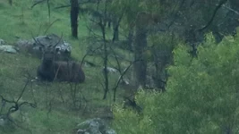 fog velvet satg Screenshot 2026-05-31 090010.webp