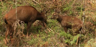 lean hind and calf 11 12 22.webp lean hind and calf 11 12 22.webp