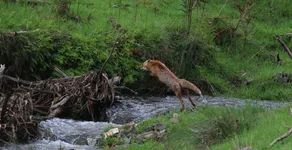 fox jump irf.webp fox jump irf.webp