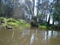 wet cam duck.webp wet cam duck.webp