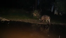 wet cam stag.webp wet cam stag.webp