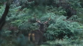 bleak stags 4 Screenshot 2026-06-02 085925.webp