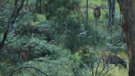 bleak stags 3 Screenshot 2026-06-02 085017.webp