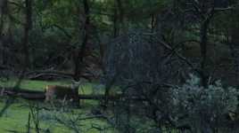 bleak hinds 2 Screenshot 2026-06-02 084938.webp