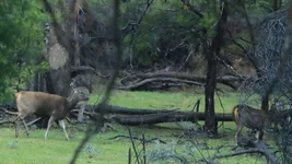 bleak hinds 1 Screenshot 2026-06-02 084906.webp