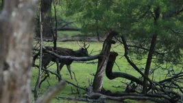 bleak stags 2 Screenshot 2026-06-02 084815.webp