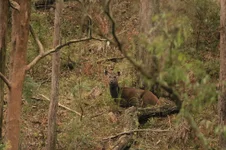 hind in cot flue 385A4944.webp