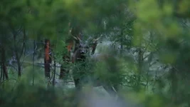 fence stag 1 Screenshot 2026-06-23 082706.webp