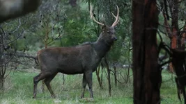 fence stag 2 Screenshot 2026-06-23 082745.webp