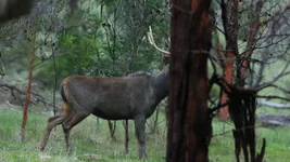 fence stag 3 Screenshot 2026-06-23 082724.webp