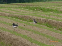 P1040424.webp