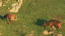 stag slug 1 Screenshot 2026-07-05 095821.webp