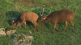 stag slug sniff Screenshot 2026-07-05 100052.webp
