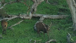 stag three pt Screenshot 2026-07-05 095637.webp