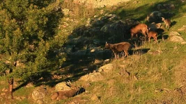 stag bed others Screenshot 2026-07-05 095512.webp