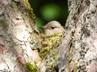 Spotted Flycatcher On Nest Douglas Castle Garden June 2026.webp