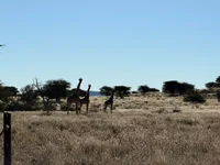 IMG-20260705-WA0035.webp