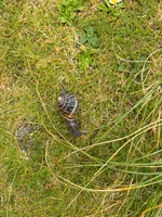 IMG_9254.webp