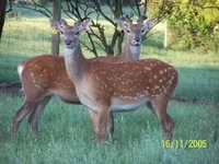 guess deer.webp