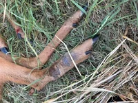 Deformed leg..webp