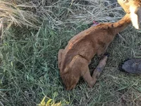 Skiny Deer.webp