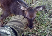 calf mitten SD.webp