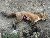 First Fox.webp First Fox.webp