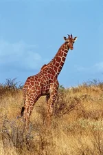 images (9).webp images (9).webp