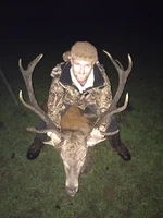 stag.webp