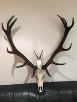 stag2.webp