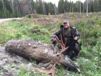 Zweden SD moose.webp