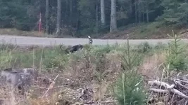 Zweden SD moose and dog.webp