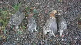 Zweden SD birds.webp