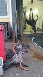 Zweden SD slager.webp