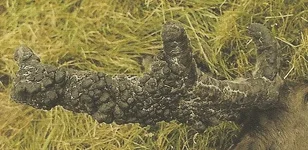 scan0003 (13).webp