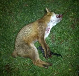 last nights pic's.webp