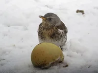 Fieldfare 2.webp Fieldfare 2.webp