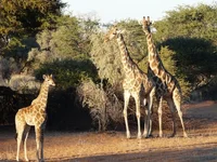 giraffe1.webp