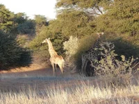 giraffe_3.webp