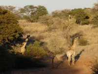 giraffe_2.webp