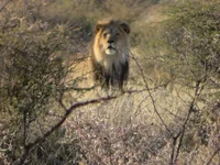 lion_3_resize.webp