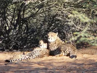 cheetah_5_resize.webp