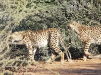 cheetah_6_resize.webp